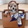iSpeakBags