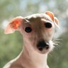 italiangreyhound