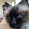 LibraryMoggie