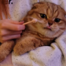 uncedrat