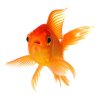 GoldenFish