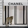 chanelotis2023