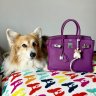 corgiMD