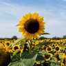 sunflower52