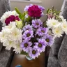 Purplewonder