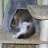 cooncat_mom