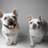 Frenchies Rule