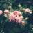 Colibri