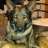 k9bites