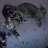 Londoncat
