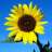 AUsunflower