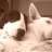 DoubleDogs