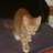 alice22