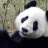 glamourpanda