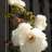 pretty peony