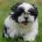 tinyshihtzu