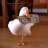 duckyluv