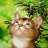 meowbebe