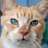 photocatt