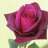 BurgundyRose
