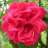 summerrose