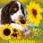sunshine89029