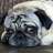 LoveMyPug