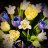 MadTulip