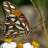 fritillaryB