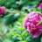 peony