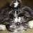 chat