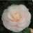 camelia5