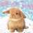 SnowBunnie