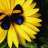 Butterfly Daisy