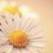 dolly_55