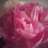 happyflower1