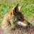 coyote3558