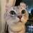 Simbacat