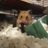 Mousey231