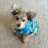 Morkie
