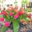 flowergallm