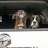 2boxermom