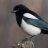 mllemagpie