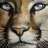 1cougar