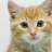 natmeows