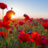 flowerpower1