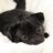 Snugglepug