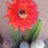 Cactus22