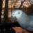 parrotplay