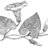 Bindweed